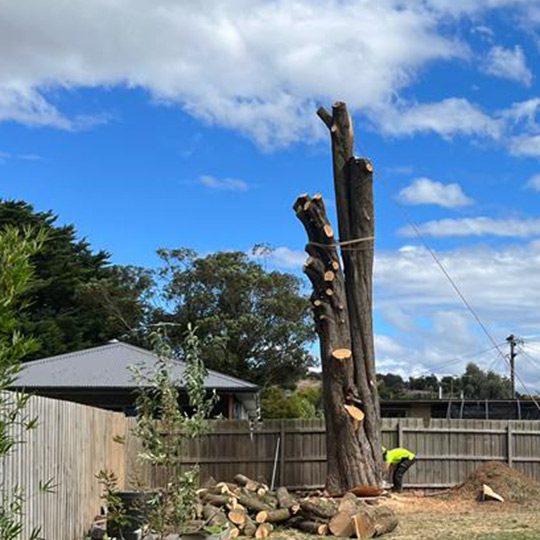 The remaining stump of a cypress tree after all the branches have been removed.