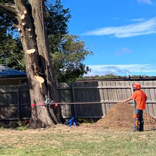 An Ascent Trees groundsman holding a rope and observing a tree climber from the ground.