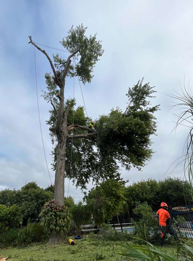 A large tree that's had half the trees removed by a qualified climber, with a few large branches to go.