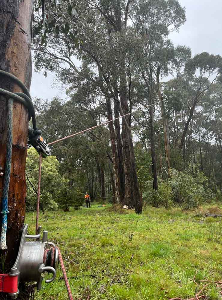 The crew at ascent trees getting ready to complete a large tree removal, by ascending the tree with ropes and safety gear.